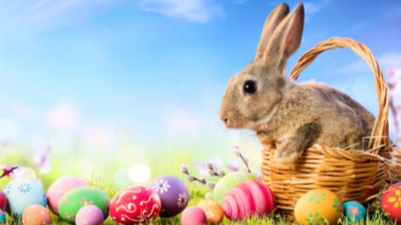 Bunny with Eggs